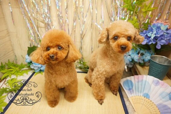 ペットサロン、ヌーノクラブ、可愛くリーズナブルにトリミング　トイプードルのもこ・ちゅーい_640