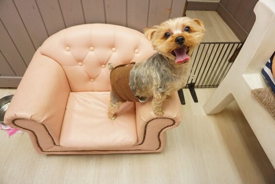 ヌーノクラブ　犬のペットホテル　東京　中野区　フリースペースでのびのび　お預かり中　ピピ_640