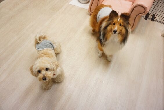 ヌーノクラブ　犬のペットホテル　東京　中野区　フリースペースでのびのび　お預かり中　クリ_640