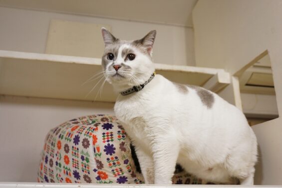 ヌーノクラブ　猫専用ペットホテル　都内　中野区　フリースペースでのびのび　お預り中の猫ちゃん 　みぞれ_640