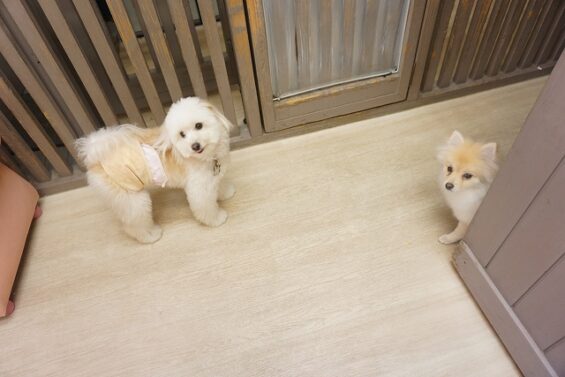 ヌーノクラブ　犬のペットホテル　東京　中野区　フリースペースでのびのび　お預かり中　リタ_640