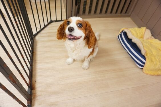 ヌーノクラブ　犬のペットホテル　東京　中野区　フリースペースでのびのび　お預かり中　ムサシマル_640
