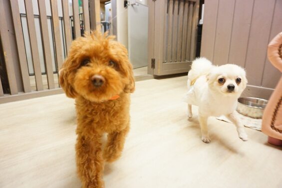 ヌーノクラブ　犬のペットホテル　東京　中野区　フリースペースでのびのび　お預かり中　花、大福_640