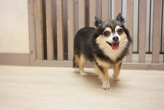 ヌーノクラブ　犬のペットホテル　東京　中野区　フリースペースでのびのび　お預かり中　アイク_640