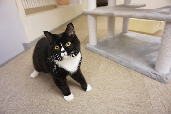 ヌーノクラブ　猫専用ペットホテル　都内　中野区　フリースペースでのびのび　お預り中の猫ちゃん 　ゲン２C_640