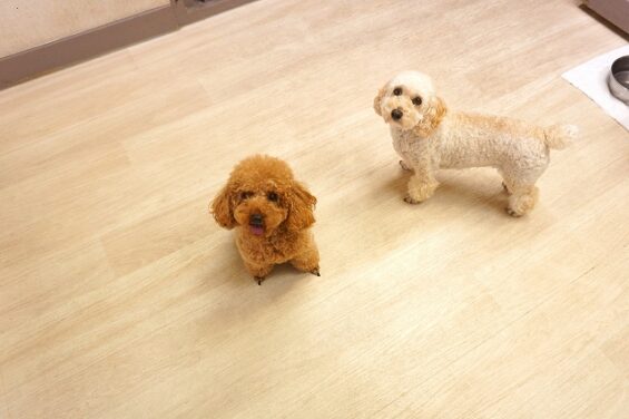 ヌーノクラブ　犬のペットホテル　東京　中野区　フリースペースでのびのび　お預かり中 ＿クッキー、エル_640