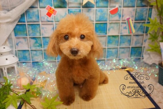 【シャンプーカット】トイプードルのレオちゃん、ココちゃん、もこちゃん、ココちゃん　トイプードルのモコ_640