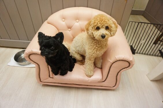 ヌーノクラブ　犬のペットホテル　東京　中野区　フリースペースでのびのび　お預かり中　トイプードルのルン・モコ_640