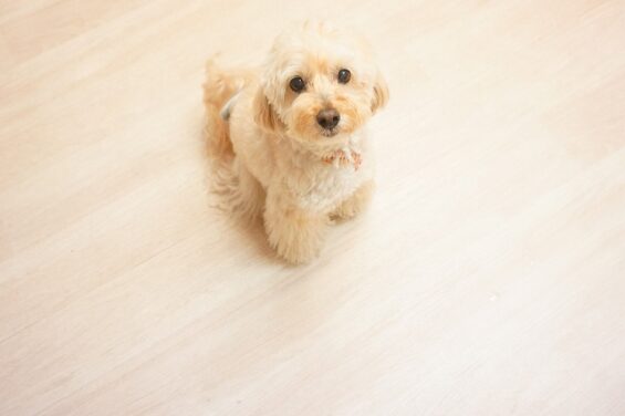 ヌーノクラブ　犬のペットホテル　東京　中野区　フリースペースでのびのび　お預かり中　クリ_640