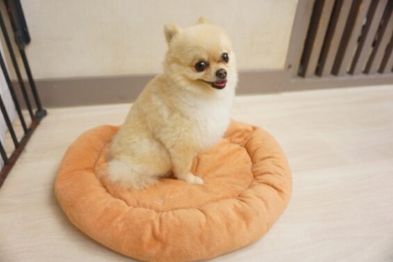ヌーノクラブ　犬のペットホテル　東京　中野区　フリースペースでのびのび　お預かり中 　チョコ_640