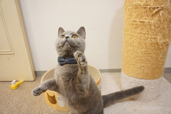 ヌーノクラブ　猫専用ペットホテル　都内　中野区　フリースペースでのびのび　お預り中の猫ちゃん 　あを_640