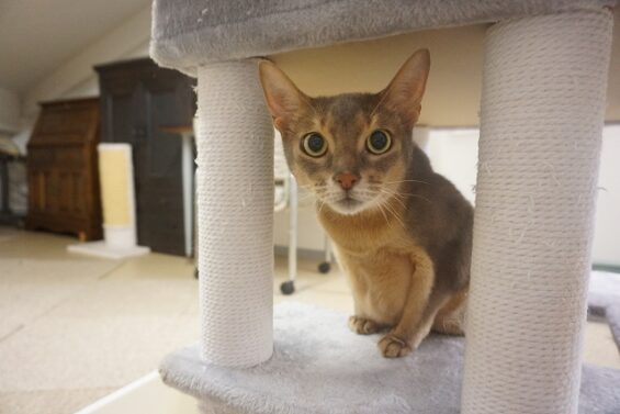 ヌーノクラブ　猫専用ペットホテル　都内　中野区　フリースペースでのびのび　お預り中の猫ちゃん 　ミー_640