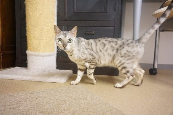 ヌーノクラブ　猫専用ペットホテル　都内　中野区　フリースペースでのびのび　お預り中の猫ちゃん 　キメラ_640