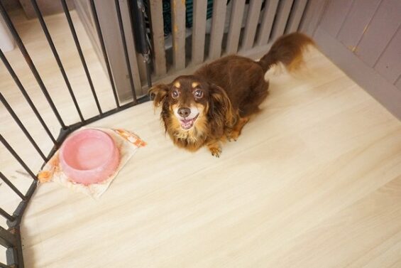 ヌーノクラブ　犬のペットホテル　東京　中野区　フリースペースでのびのび　お預かり中 　チョコ_640ショコタ_640