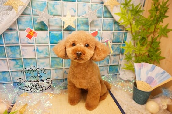 【シャンプーカット】トイプードルのレオちゃん、ココちゃん、もこちゃん、ココちゃん　トイプードルのモカ_640