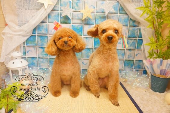 ペットサロン、ヌーノクラブ、可愛くリーズナブルにトリミングク　トイプードルのもこ・ちゅーい２_640