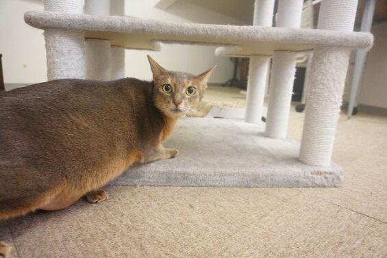 ヌーノクラブ　猫専用ペットホテル　都内　中野区　フリースペースでのびのび　お預り中の猫ちゃん 　ミー_640