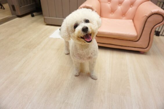 ヌーノクラブ　犬のペットホテル　東京　中野区　フリースペースでのびのび　お預かり中 　シロ_640