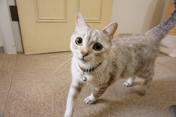 ヌーノクラブ　猫専用ペットホテル　都内　中野区　フリースペースでのびのび　お預り中の猫ちゃん 　がじゅ丸_640