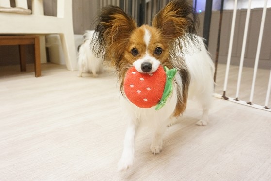 ヌーノクラブ　犬のペットホテル　東京　中野区　フリースペースでのびのび　お預かり中　パピヨンのシリウス、アルデバラン　_640