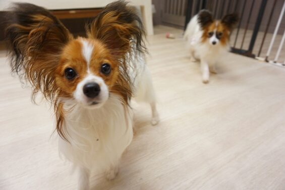 ヌーノクラブ　犬のペットホテル　東京　中野区　フリースペースでのびのび　お預かり中　パピヨンのラオウ　_640