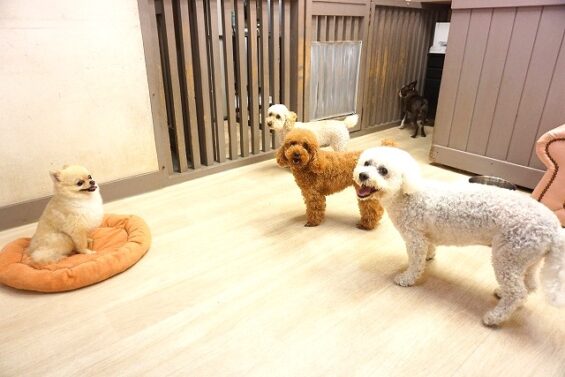 ヌーノクラブ　犬のペットホテル　東京　中野区　フリースペースでのびのび　お預かり中_640