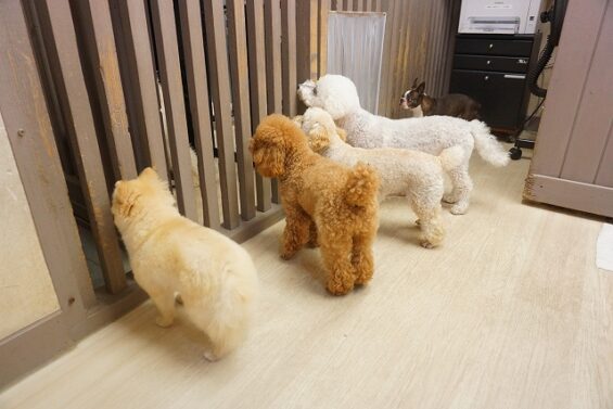 ヌーノクラブ　犬のペットホテル　東京　中野区　フリースペースでのびのび　お預かり中 　_640