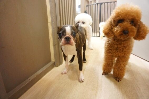 ヌーノクラブ　犬のペットホテル　東京　中野区　フリースペースでのびのび　お預かり中 　くらげ_640