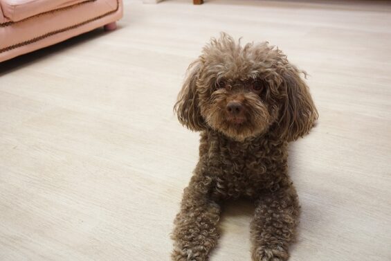 ヌーノクラブ　犬のペットホテル　東京　中野区　フリースペースでのびのび　お預かり中 　ニュニュ_640