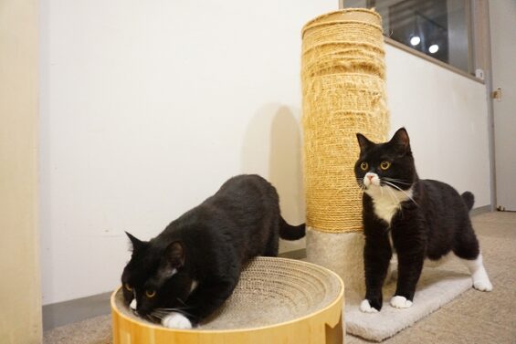 ヌーノクラブ　猫専用ペットホテル　都内　中野区　フリースペースでのびのび　お預り中の猫ちゃん 　ゲン２C_640