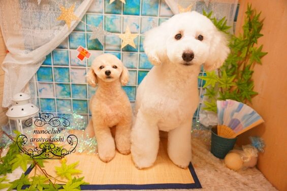 【シャンプーカット】トイプードルのレオちゃん、ココちゃん、もこちゃん、ココちゃん　トイプードルのモカ・チョビ_640