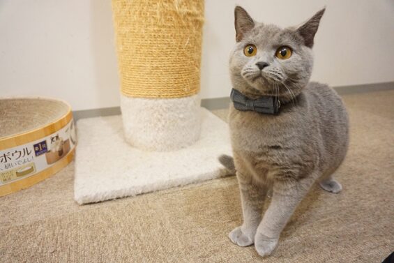 ヌーノクラブ　猫専用ペットホテル　都内　中野区　フリースペースでのびのび　お預り中の猫ちゃん 　あを_640