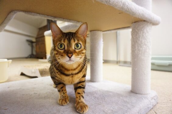 ヌーノクラブ　猫専用ペットホテル　都内　中野区　フリースペースでのびのび　お預り中の猫ちゃん 　リリス_640