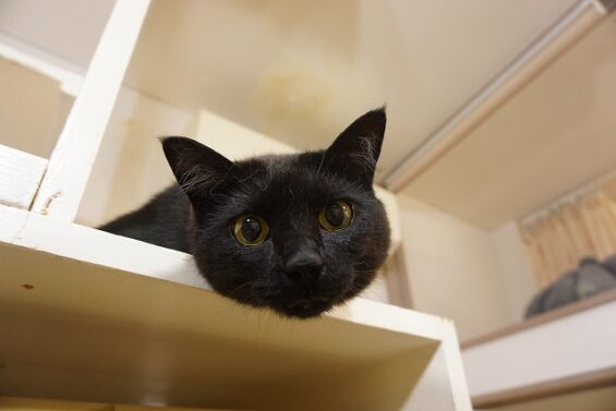 ヌーノクラブ　猫専用ペットホテル　都内　中野区　フリースペースでのびのび　お預り中の猫ちゃん 　ハル・ポニャ_640