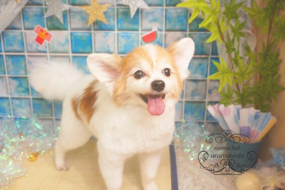 ペットサロン、ヌーノクラブ、可愛くリーズナブルにトリミングク　ケンシロウ3
