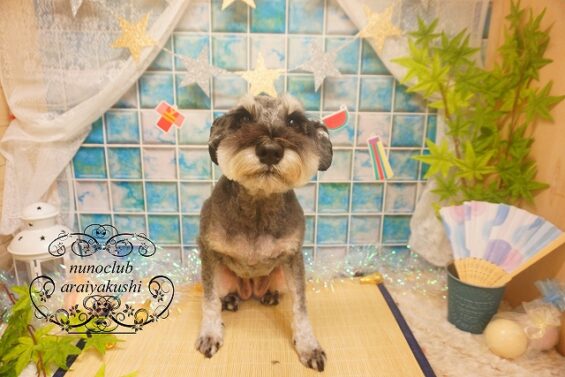 ペットサロン、ヌーノクラブ、可愛くリーズナブルにトリミング　シュナウザーのもずく_640