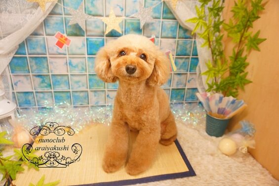 ペットサロン、ヌーノクラブ、可愛くリーズナブルにトリミング　トイプードルのアニー_640