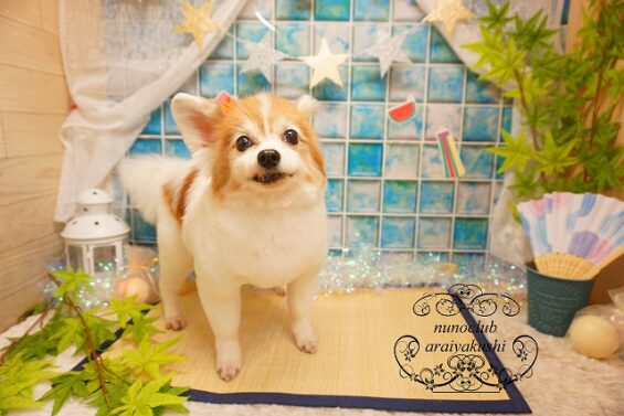 ペットサロン、ヌーノクラブ、可愛くリーズナブルにトリミング　パピヨンのケンシロウ_640