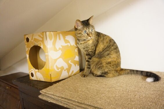 ヌーノクラブ　猫専用ペットホテル　都内　中野区　フリースペースでのびのび　お預り中の猫ちゃん　ココ_640