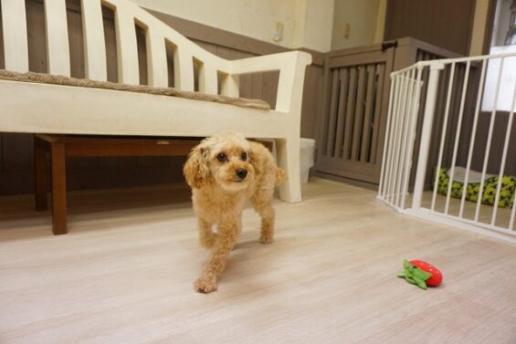 ヌーノクラブ　犬のペットホテル　東京　中野区　フリースペースでのびのび　お預かり中　ごま_640