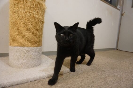ヌーノクラブ　猫専用ペットホテル　都内　中野区　フリースペースでのびのび　お預り中の猫ちゃん 　ハル、ポニャ_640