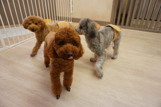 ヌーノクラブ　犬のペットホテル　東京　中野区　フリースペースでのびのび　お預かり中　もも_640