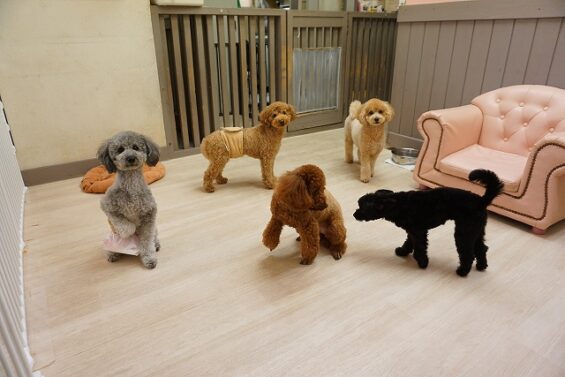ヌーノクラブ　犬のペットホテル　東京　中野区　フリースペースでのびのび　お預かり中　もも・まる・ごま_640
