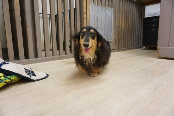 ヌーノクラブ　犬のペットホテル　東京　中野区　フリースペースでのびのび　お預かり中 ダックスのクマ_640