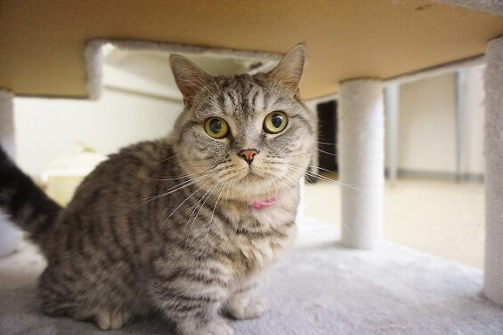 ヌーノクラブ　猫専用ペットホテル　都内　中野区　フリースペースでのびのび　お預り中の猫ちゃん まお_640_
