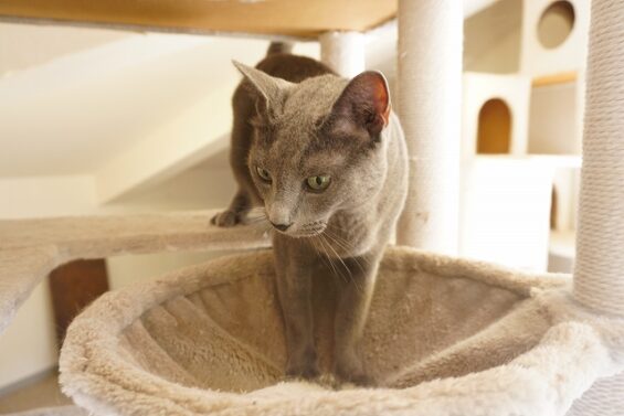 ヌーノクラブ　猫専用ペットホテル　都内　中野区　フリースペースでのびのび　お預り中の猫ちゃん　ヘイロー_640
