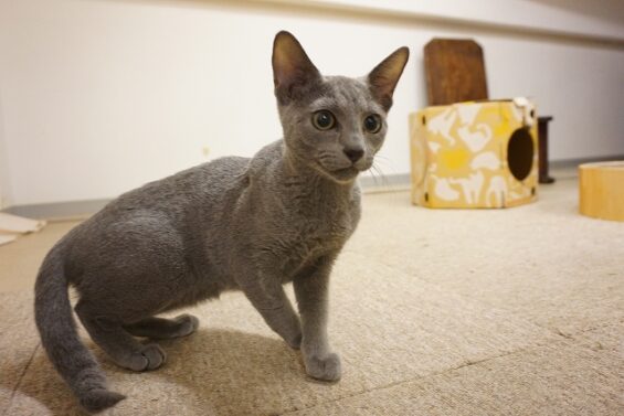 ヌーノクラブ　猫専用ペットホテル　都内　中野区　フリースペースでのびのび　お預り中の猫ちゃん　ジャスハ_640