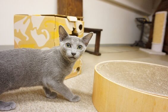 ヌーノクラブ　猫専用ペットホテル　都内　中野区　フリースペースでのびのび　お預り中の猫ちゃん　ジャスハ_640