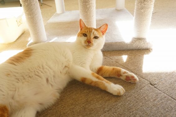 ヌーノクラブ　猫専用ペットホテル　都内　中野区　フリースペースでのびのび　お預り中の猫ちゃん　おもち_640