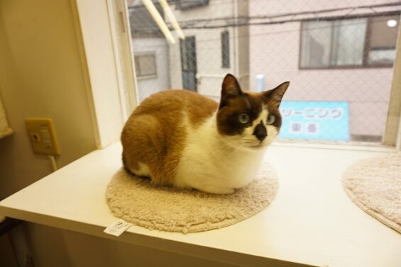 ヌーノクラブ　猫専用ペットホテル　都内　中野区　フリースペースでのびのび　お預り中の猫ちゃん　チョコレート_640